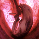 Illustration for article titled Rare In Utero Images Glimpse Animals Inside the Womb